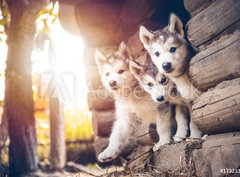 Fototapeta pltno 330 x 244, 173233057 - group of cute puppy alaskan malamute run on grass garden