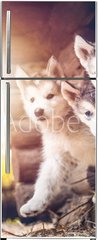 Samolepka na lednici flie 80 x 200, 173233057 - group of cute puppy alaskan malamute run on grass garden