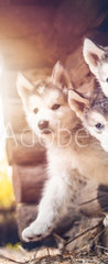 Samolepka na dvee flie 90 x 220, 173233057 - group of cute puppy alaskan malamute run on grass garden
