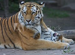 Samolepka flie 100 x 73, 17332495 - Tigermutter mit Kind