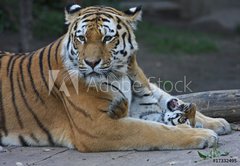 Fototapeta pltno 174 x 120, 17332495 - Tigermutter mit Kind - Tyg matka s dttem