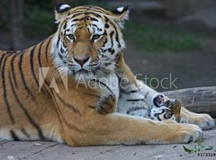 Fototapeta vliesov 270 x 200, 17332495 - Tigermutter mit Kind