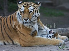 Fototapeta pltno 330 x 244, 17332495 - Tigermutter mit Kind