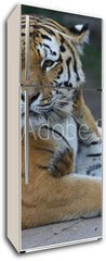 Samolepka na lednici flie 80 x 200, 17332495 - Tigermutter mit Kind - Tyg matka s dttem