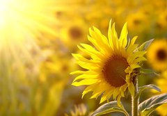 Fototapeta184 x 128  Sunflower on a meadow in the light of the setting sun, 184 x 128 cm