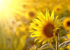Fototapeta vliesov 200 x 144, 17477297 - Sunflower on a meadow in the light of the setting sun