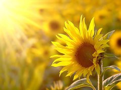 Fototapeta vliesov 270 x 200, 17477297 - Sunflower on a meadow in the light of the setting sun - Slunenice na louce ve svtle zapadajcho slunce