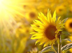 Fototapeta360 x 266  Sunflower on a meadow in the light of the setting sun, 360 x 266 cm