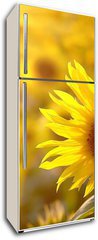 Samolepka na lednici flie 80 x 200, 17477297 - Sunflower on a meadow in the light of the setting sun