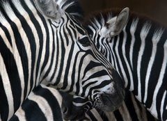 Fototapeta160 x 116  zebras, 160 x 116 cm