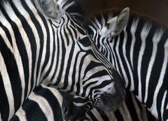Samolepka flie 200 x 144  zebras, 200 x 144 cm