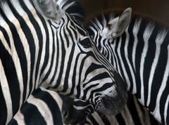 Samolepka flie 270 x 200  zebras, 270 x 200 cm
