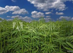 Fototapeta vliesov 100 x 73, 17615257 - Cannabis Hanf Feld