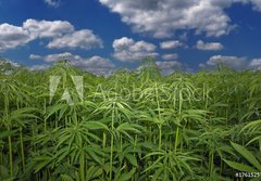 Fototapeta papr 184 x 128, 17615257 - Cannabis Hanf Feld