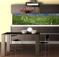 Fototapeta do kuchyně fólie 260 x 60, 17615257 - Cannabis Hanf Feld - Konopné pole konopí
