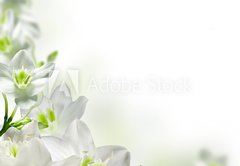 Fototapeta pltno 174 x 120, 17740159 - flowers