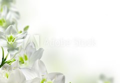 Fototapeta papr 184 x 128, 17740159 - flowers