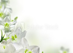 Fototapeta papr 254 x 184, 17740159 - flowers