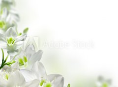 Fototapeta papír 360 x 266, 17740159 - flowers - květiny