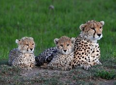 Fototapeta vliesov 100 x 73, 177537572 - Maman gupard et ses 2 petits blottis sur un rocher, dans la savane verte du Parc Masa Mara, au Kenya