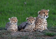 Fototapeta vliesov 145 x 100, 177537572 - Maman gupard et ses 2 petits blottis sur un rocher, dans la savane verte du Parc Masa Mara, au Kenya