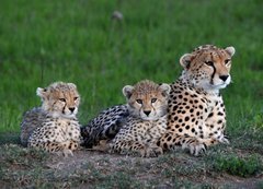 Fototapeta vliesov 200 x 144, 177537572 - Maman gupard et ses 2 petits blottis sur un rocher, dans la savane verte du Parc Masa Mara, au Kenya