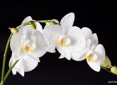 Samolepka flie 100 x 73, 17770542 - Orchid on black background - Orchidej na ernm pozad