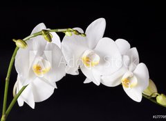 Fototapeta plátno 160 x 116, 17770542 - Orchid on black background - Orchidej na černém pozadí