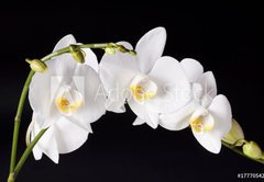 Fototapeta pltno 174 x 120, 17770542 - Orchid on black background