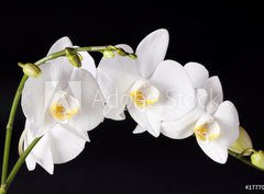 Fototapeta330 x 244  Orchid on black background, 330 x 244 cm