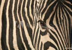 Samolepka flie 145 x 100  Zebra, 145 x 100 cm