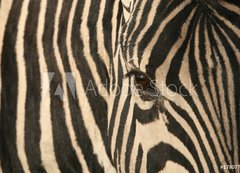 Fototapeta vliesov 200 x 144, 17807790 - Zebra
