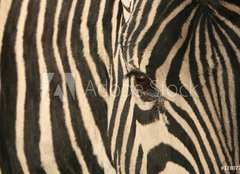 Fototapeta pltno 240 x 174, 17807790 - Zebra