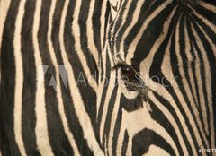 Fototapeta papr 254 x 184, 17807790 - Zebra