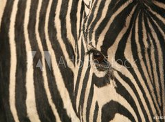 Fototapeta330 x 244  Zebra, 330 x 244 cm