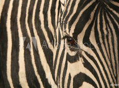 Fototapeta360 x 266  Zebra, 360 x 266 cm
