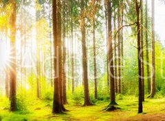 Samolepka flie 100 x 73, 178083347 - Beautiful forest panorama with big trees and bright sun