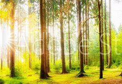 Fototapeta pltno 174 x 120, 178083347 - Beautiful forest panorama with big trees and bright sun