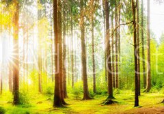 Fototapeta papr 184 x 128, 178083347 - Beautiful forest panorama with big trees and bright sun - Krsn lesn panorama s velkmi stromy a jasn slunce