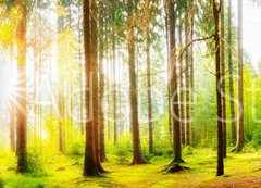 Fototapeta vliesov 200 x 144, 178083347 - Beautiful forest panorama with big trees and bright sun - Krsn lesn panorama s velkmi stromy a jasn slunce