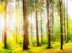 Samolepka flie 270 x 200, 178083347 - Beautiful forest panorama with big trees and bright sun - Krsn lesn panorama s velkmi stromy a jasn slunce