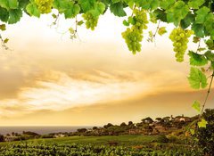 Fototapeta100 x 73  Vineyard by sea and grapevine, 100 x 73 cm