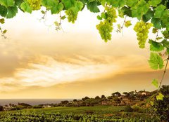 Fototapeta pltno 240 x 174, 17813662 - Vineyard by sea and grapevine