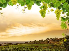 Fototapeta360 x 266  Vineyard by sea and grapevine, 360 x 266 cm