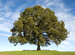 Fototapeta vliesov 100 x 73, 17987334 - Large Oak Tree with Blue Sky - Velk dubov strom s modrou oblohou