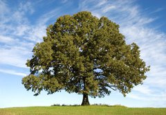 Fototapeta174 x 120  Large Oak Tree with Blue Sky, 174 x 120 cm