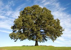 Fototapeta papr 184 x 128, 17987334 - Large Oak Tree with Blue Sky