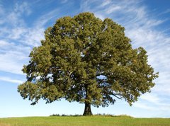 Samolepka flie 270 x 200, 17987334 - Large Oak Tree with Blue Sky - Velk dubov strom s modrou oblohou