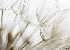 Fototapeta papír 160 x 116, 180759298 - Dandelion seed closeup - Pampeliška semena closeup