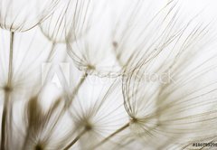 Fototapeta pltno 174 x 120, 180759298 - Dandelion seed closeup